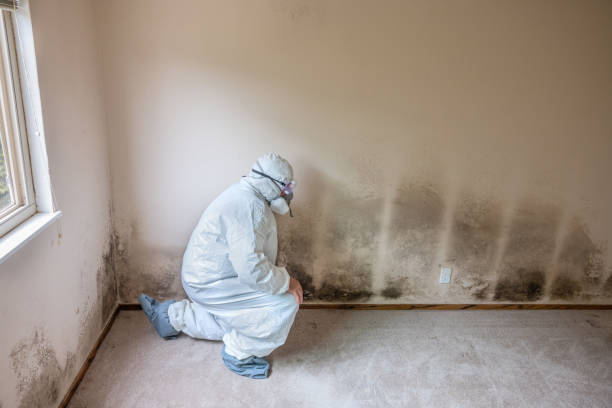 Biohazard Mold Removal